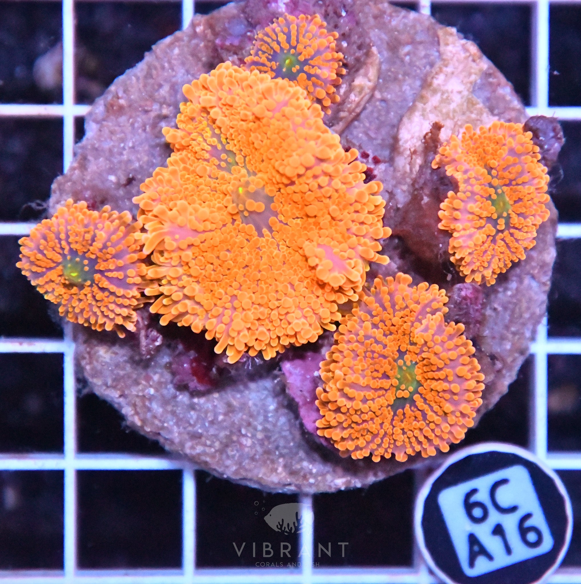 Mushroom INDO