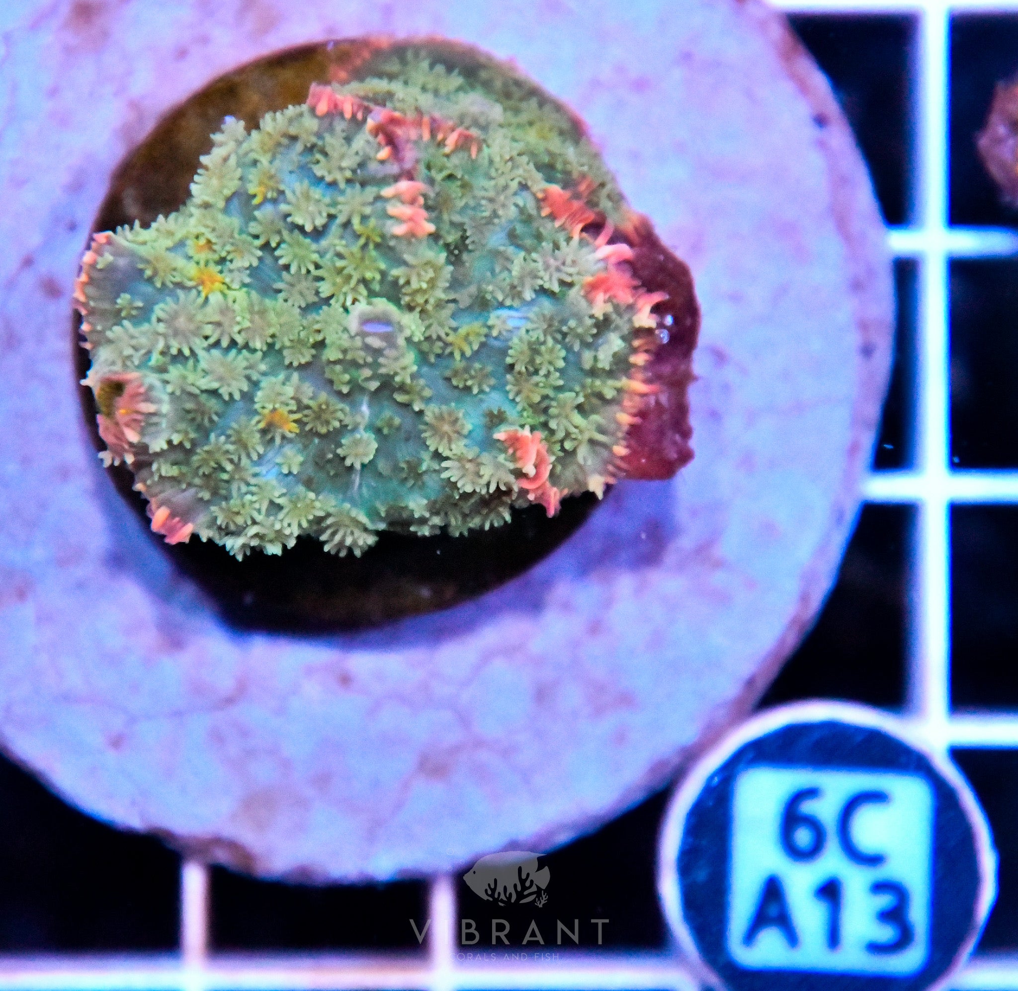 Mushroom INDO