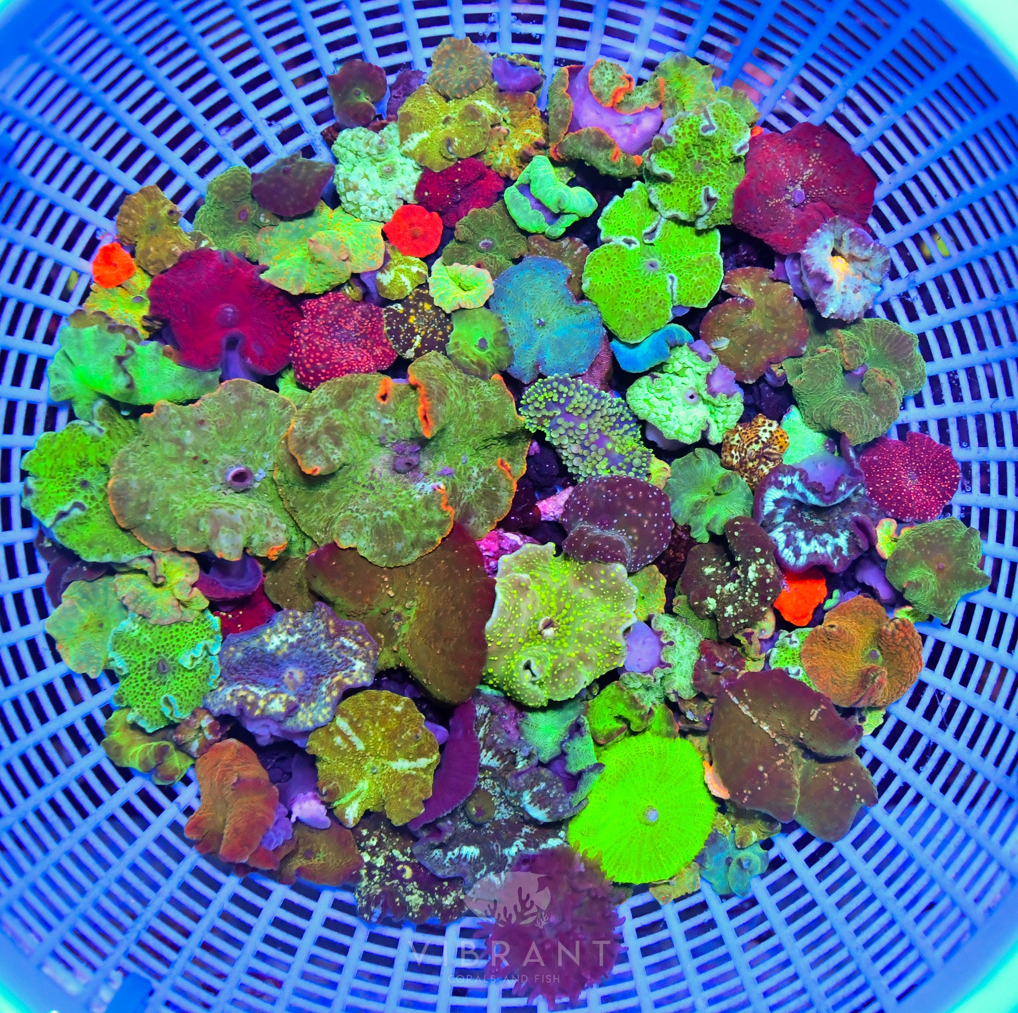 Loose Mushroom 10pp Pack sample