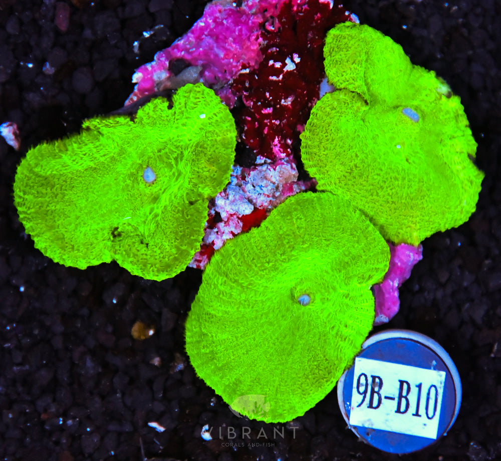 Mushroom Green AUS