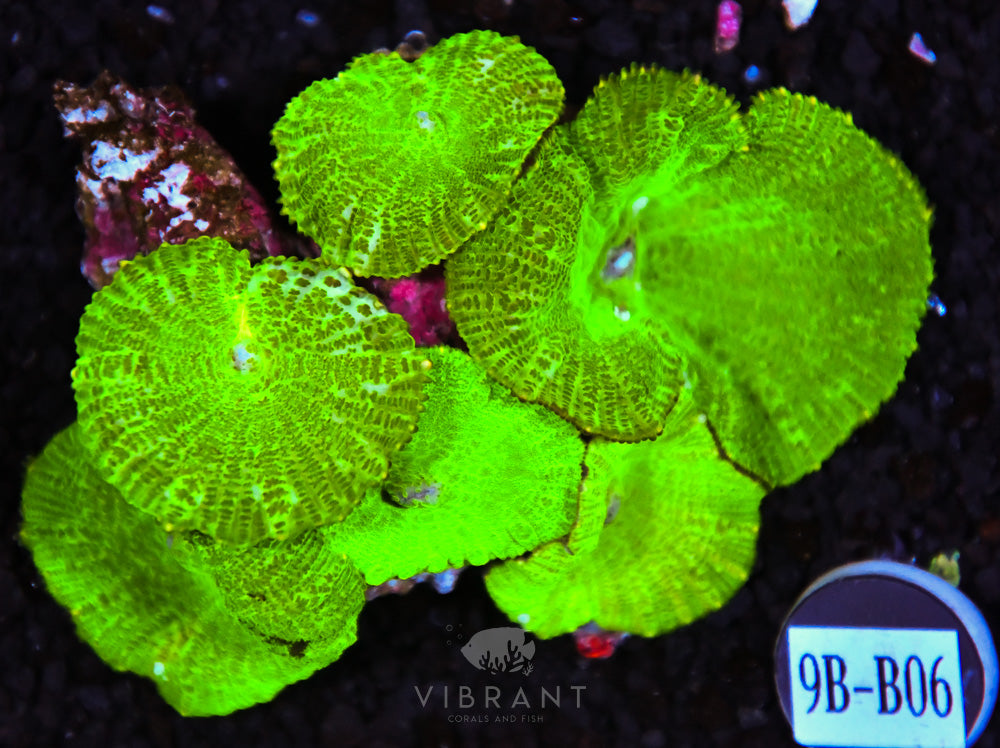 Mushroom Green AUS