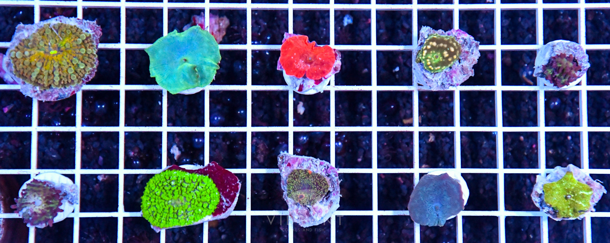 Frag Mushroom 10pp Pack sample