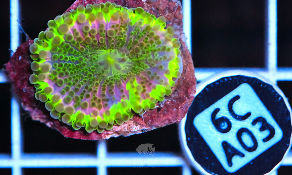 Mushroom Rainbow SOL