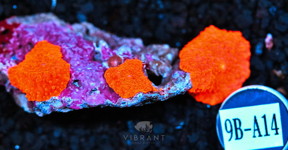Mushroom Red AUS