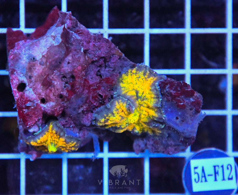 Mushroom Ultra INDO W