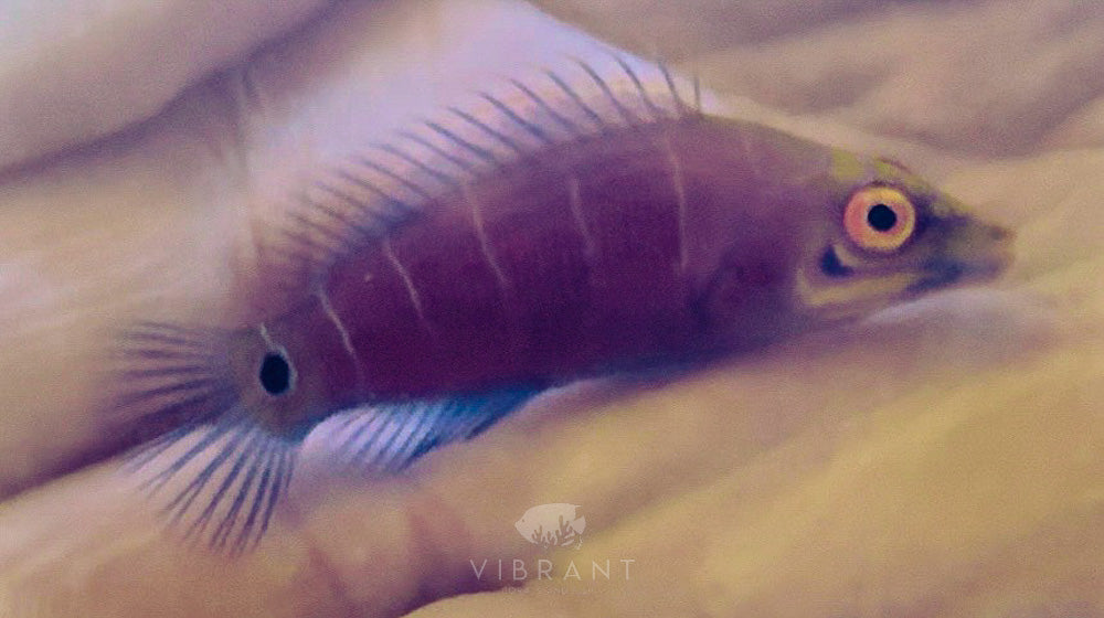 Mystery Wrasse (Pseudocheilinus ocellatus)