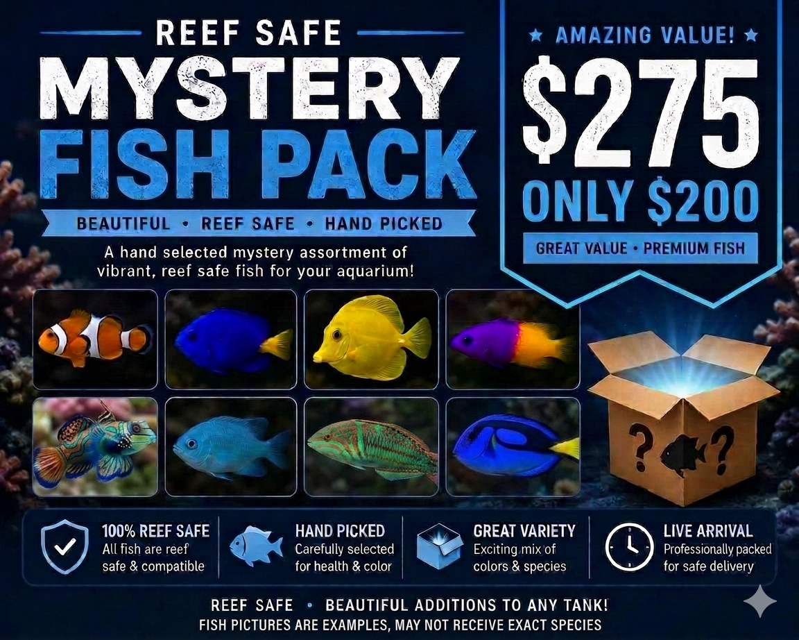 Mystery Fish Pack Valued At $275 (REEF SAFE)