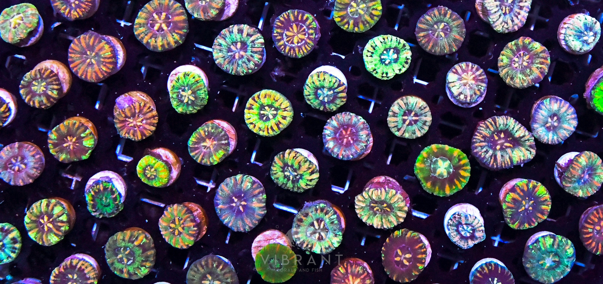 Scoly Nano WAUS $25 each