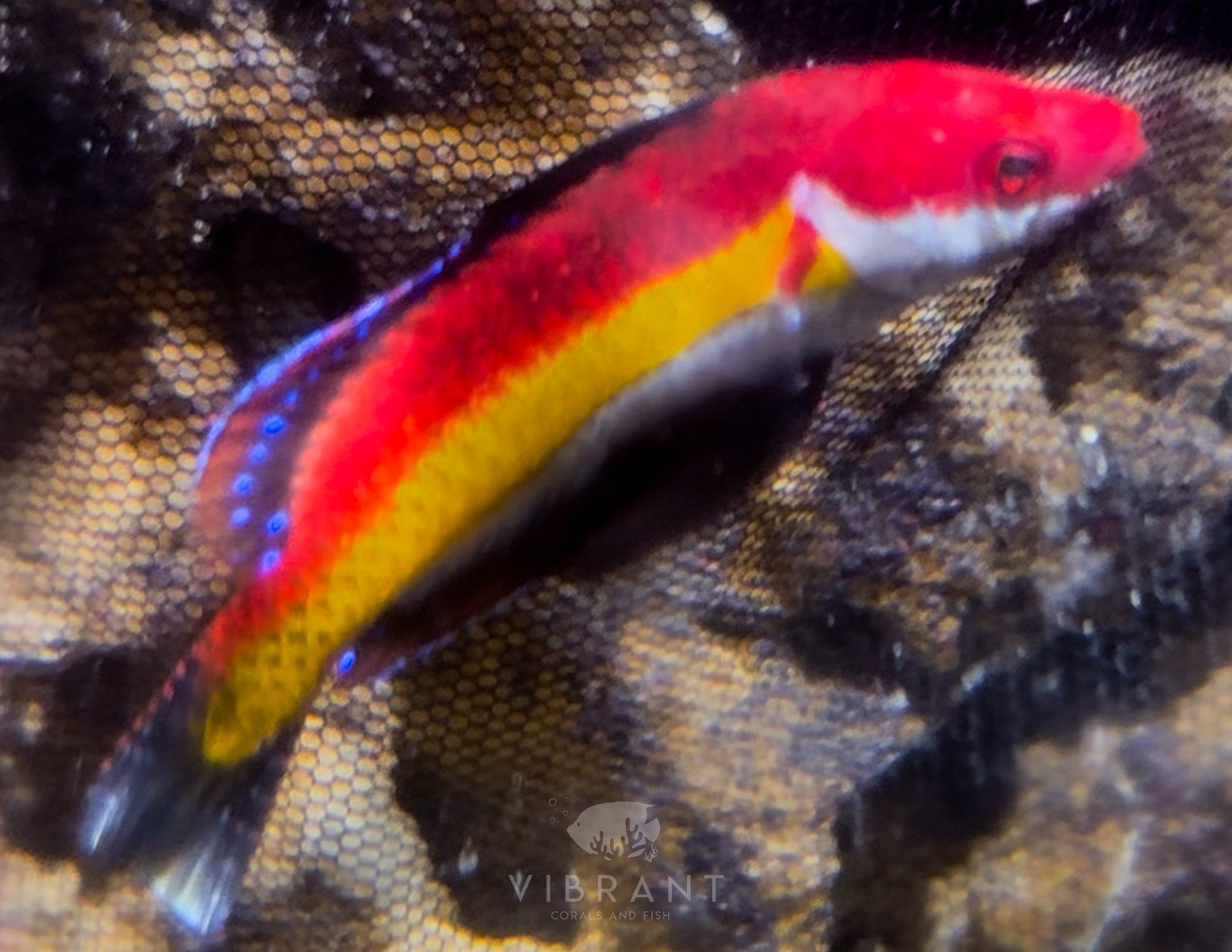 Naoko Fairy Wrasse (Cirrhilabrus naokoae)