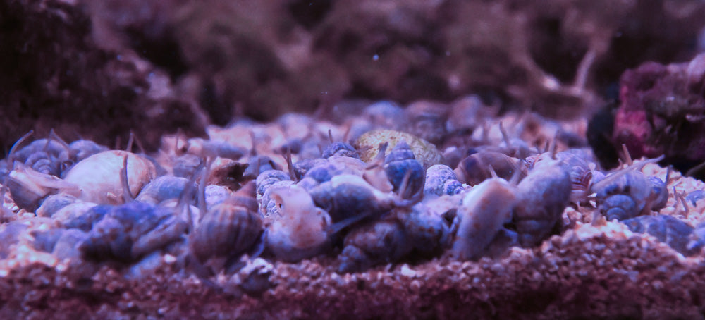 Nassarius (Nassarius distortus)