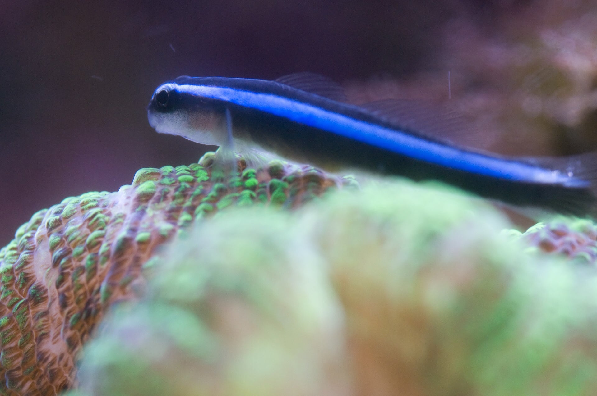 Neon Goby (Gobiosoma oceanops)
