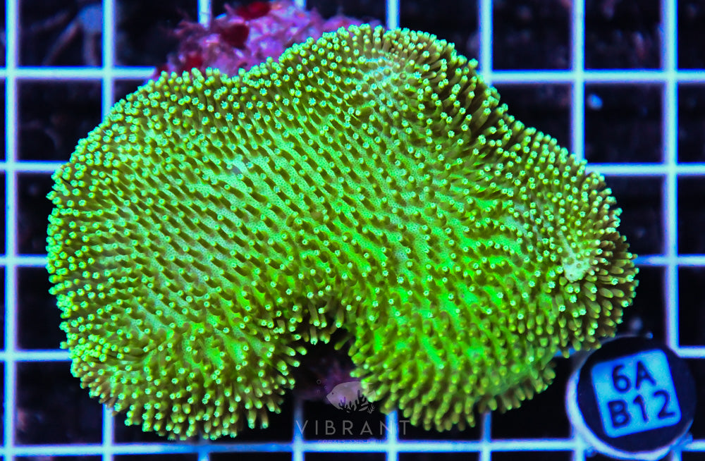 Neon Long Polyp Toadstool INDO