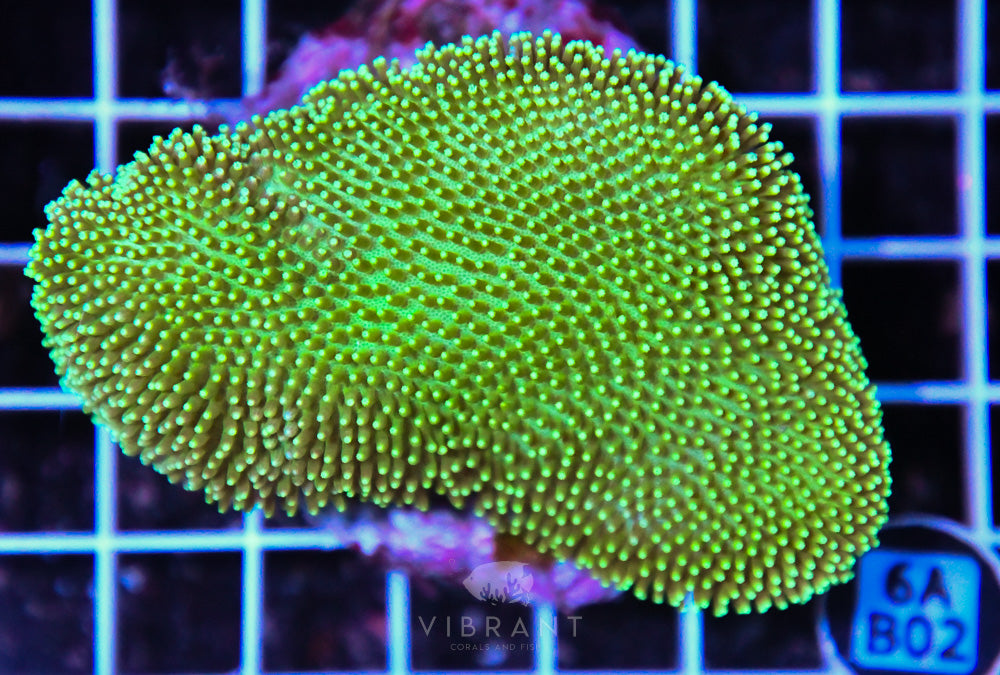 Neon Long Polyp Toadstool INDO