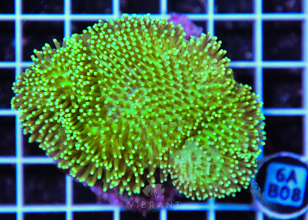 Neon Long Polyp Toadstool INDO
