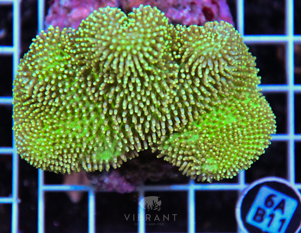 Neon Long Polyp Toadstool INDO