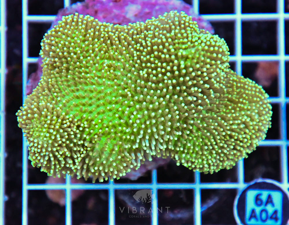 Neon Long Polyp Toadstool INDO