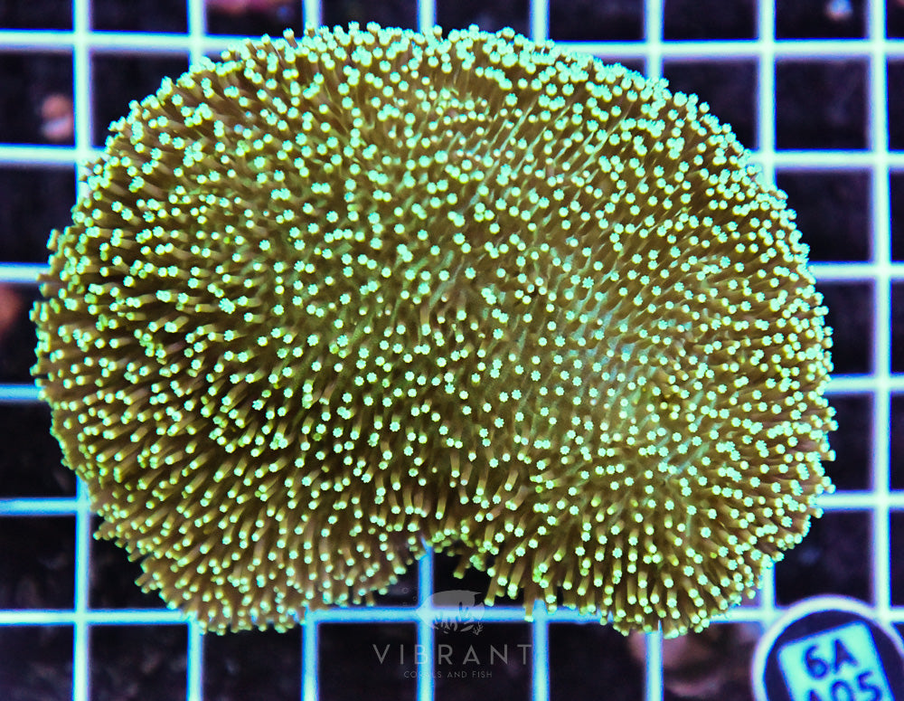 Neon Long Polyp Toadstool INDO
