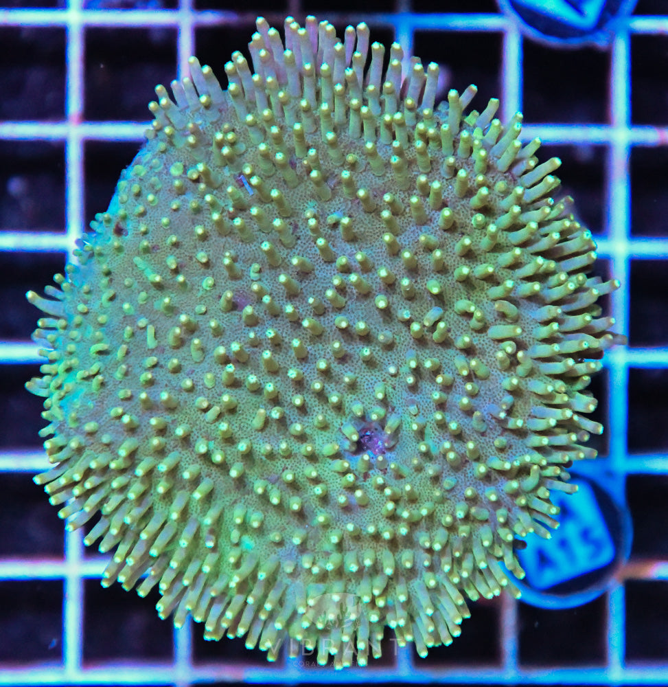 Neon Long Polyp Toadstool INDO