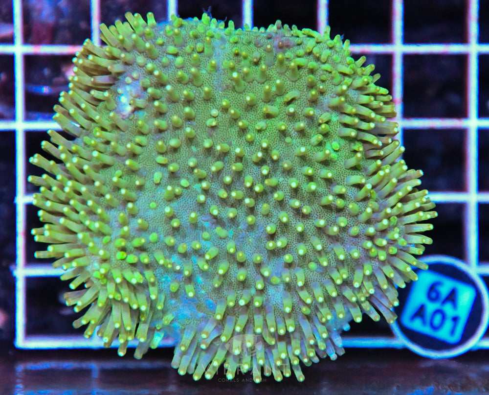 Neon Long Polyp Toadstool INDO