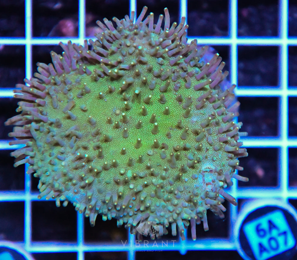 Neon Long Polyp Toadstool INDO