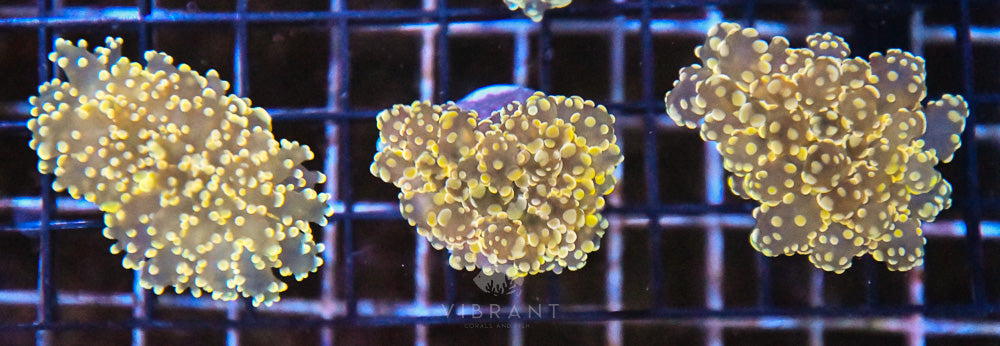 Frag Octospawn Branching Pack 3hds SAMPLE