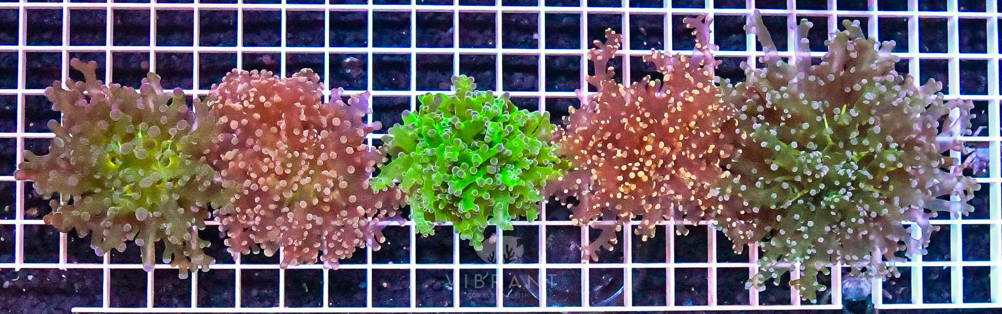 Frag Octospawn Branching Pack 5hds INDO Sample