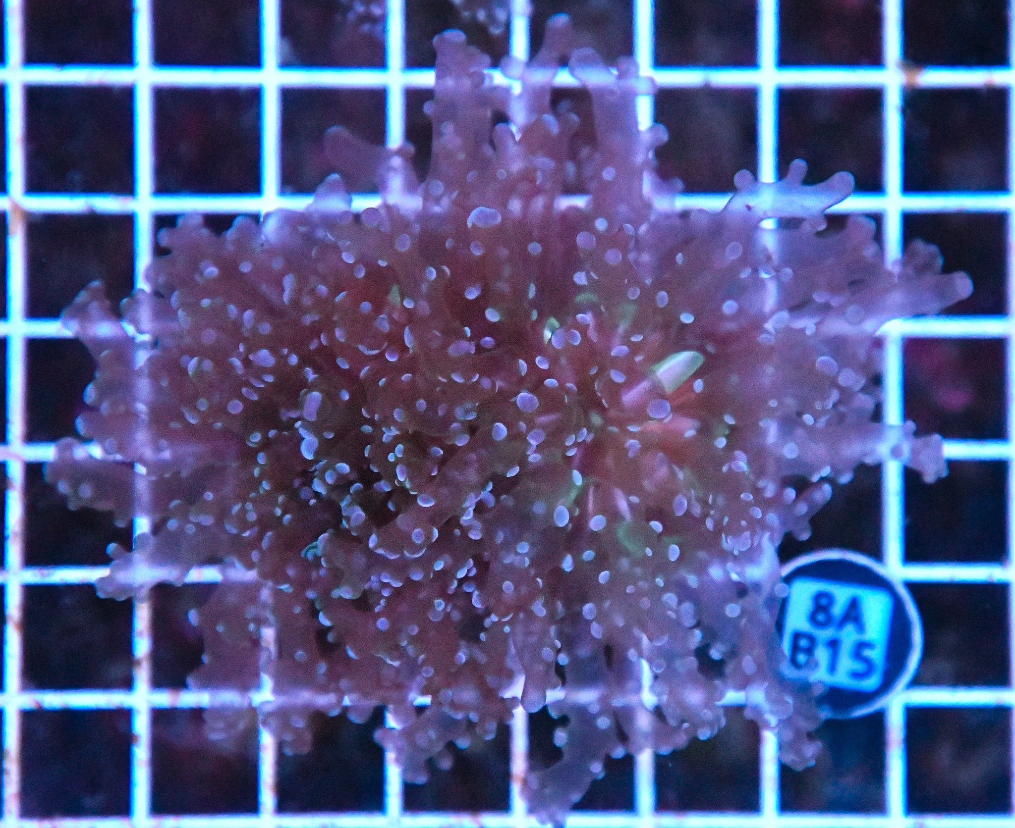 Octospawn JUMBO SOL