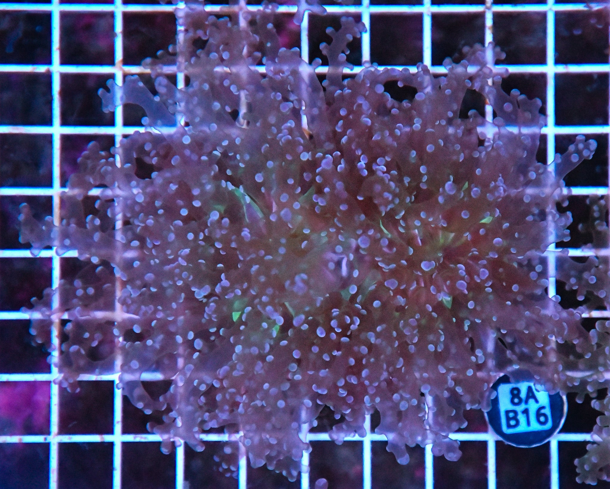 Octospawn JUMBO SOL