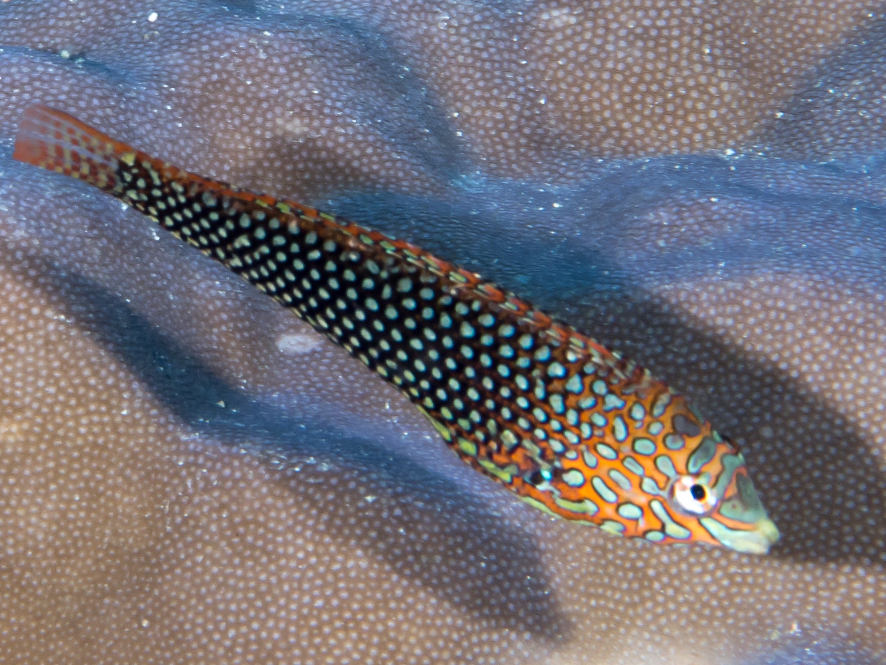 Ornate Leopard Wrasse (Macropharygodon ornatus)