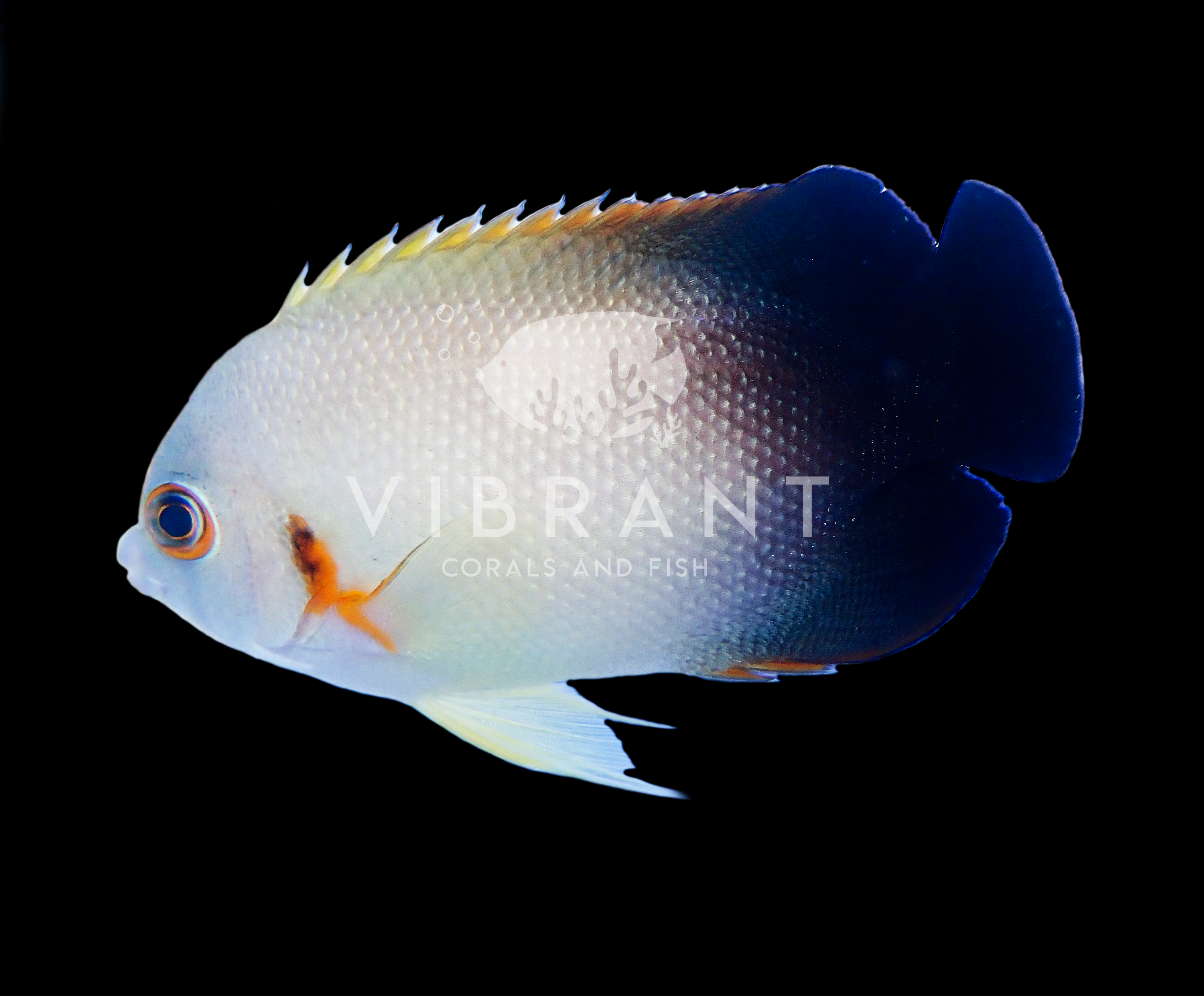 Half Black Angelfish (Centropyge vroliki)