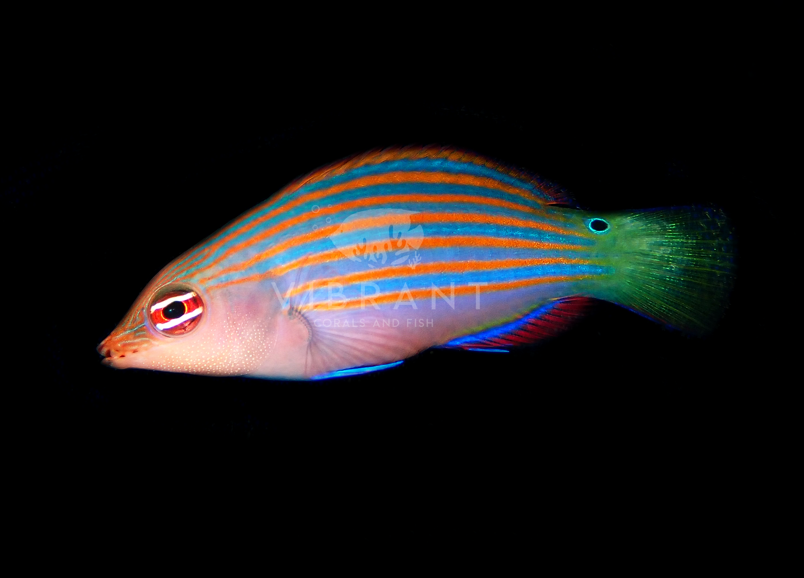 Six Line Wrasse (Pseudocheilinus hexataenia)