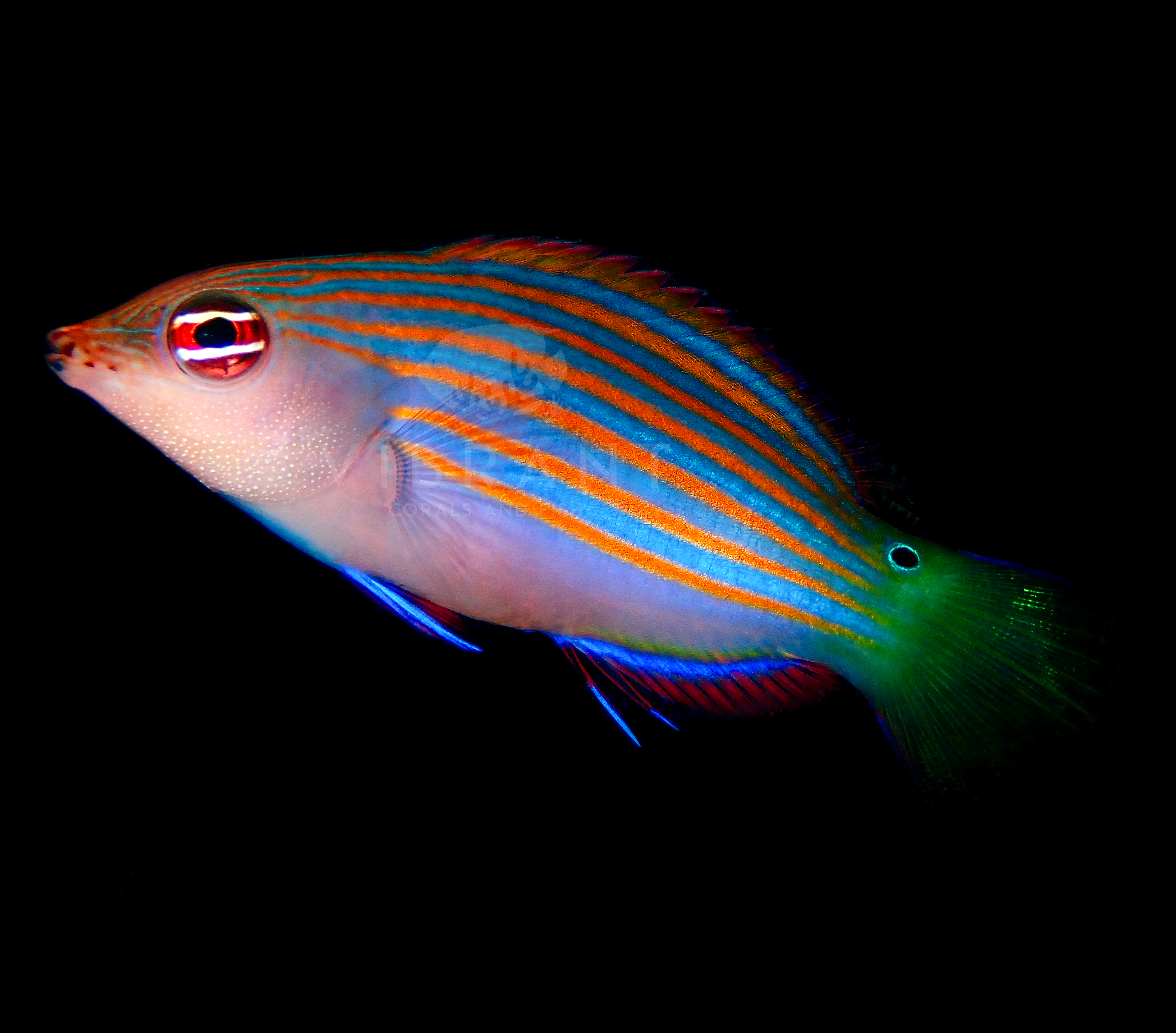 Six Line Wrasse (Pseudocheilinus hexataenia)