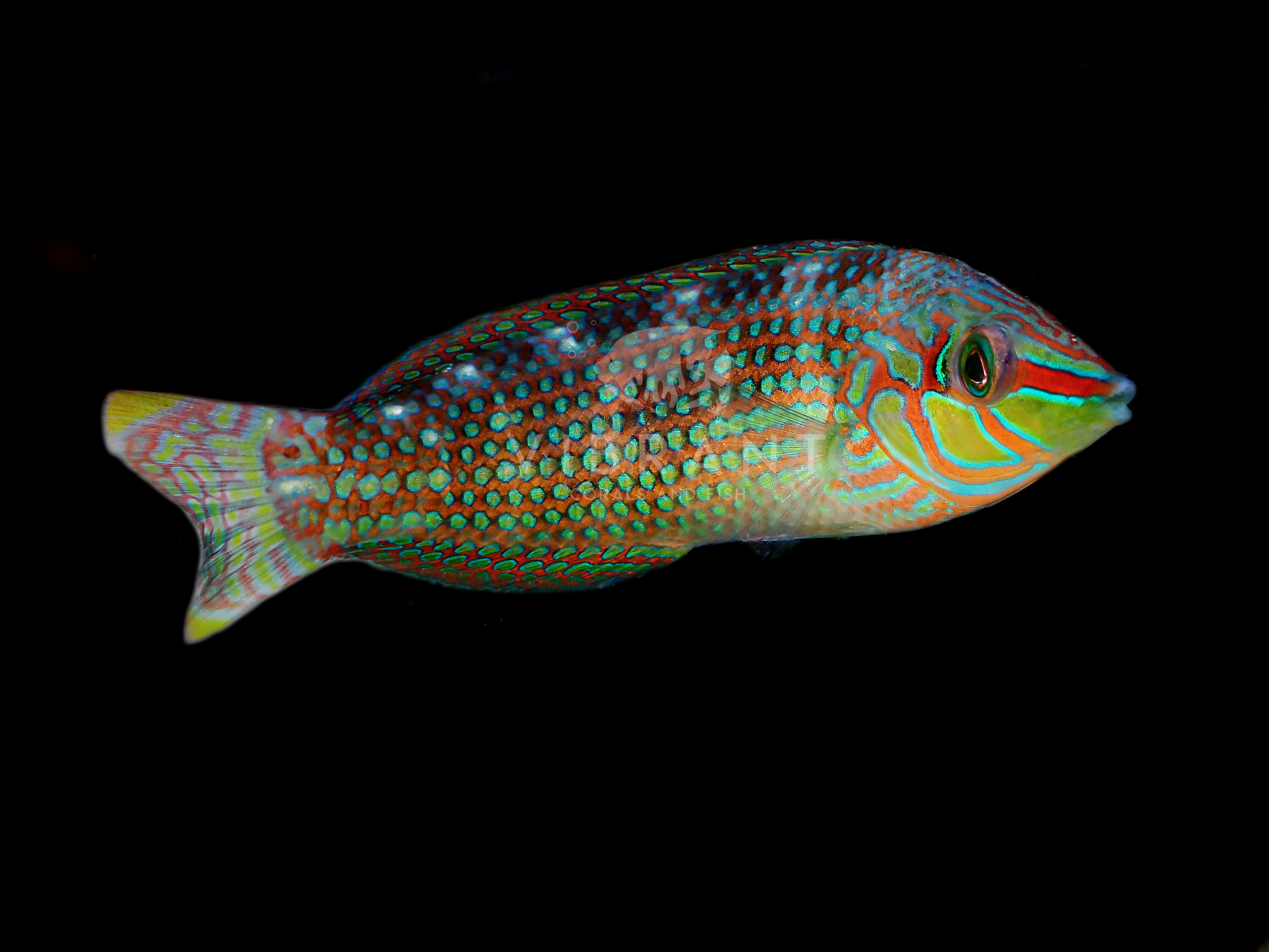 Melanurus Wrasse (Halichoeres melanurus)