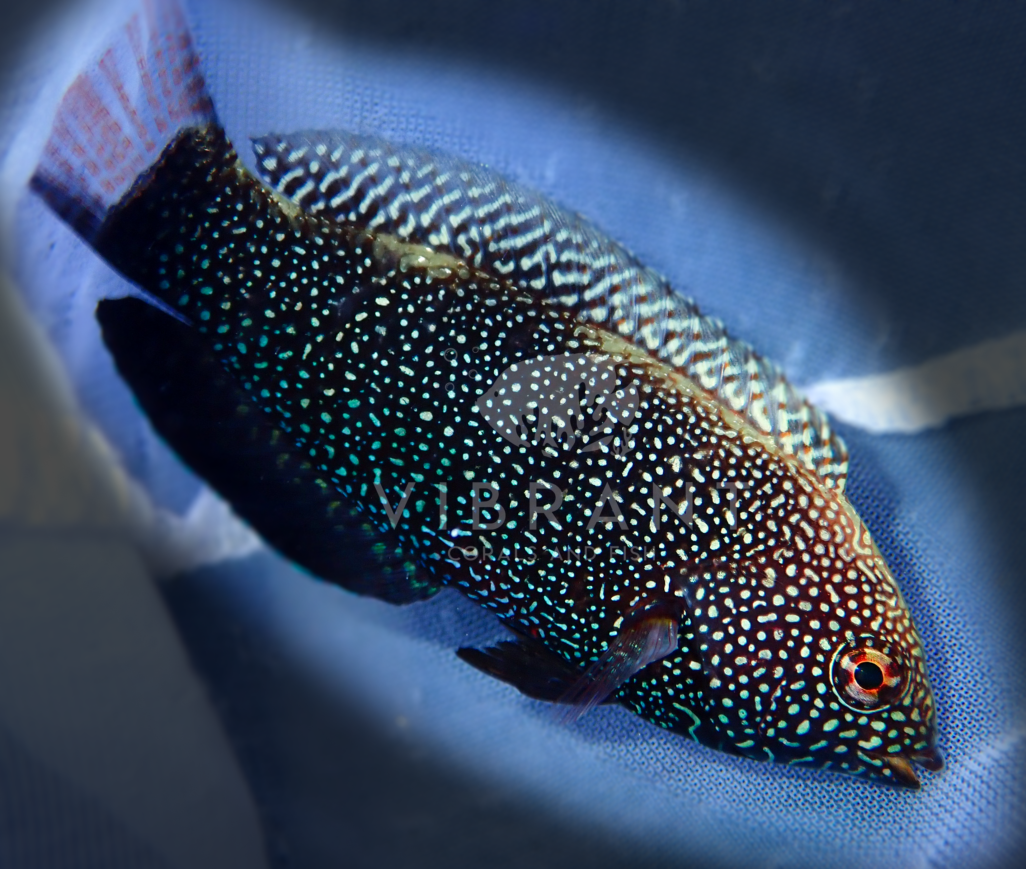 Black Leopard Wrasse (Macropharyngodon negrosensis)