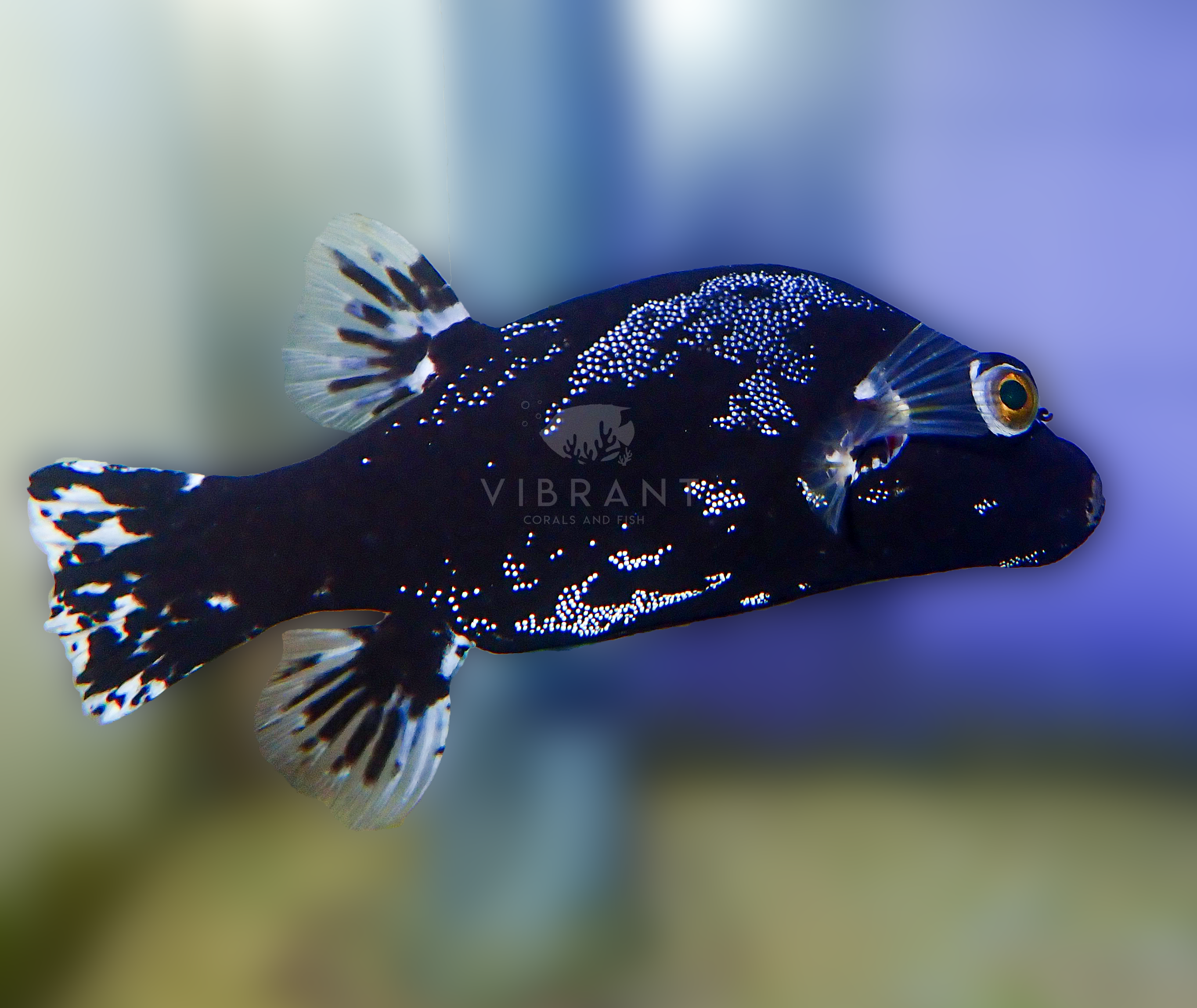 Midnight Pufferfish (Arothron nigropunctatus)