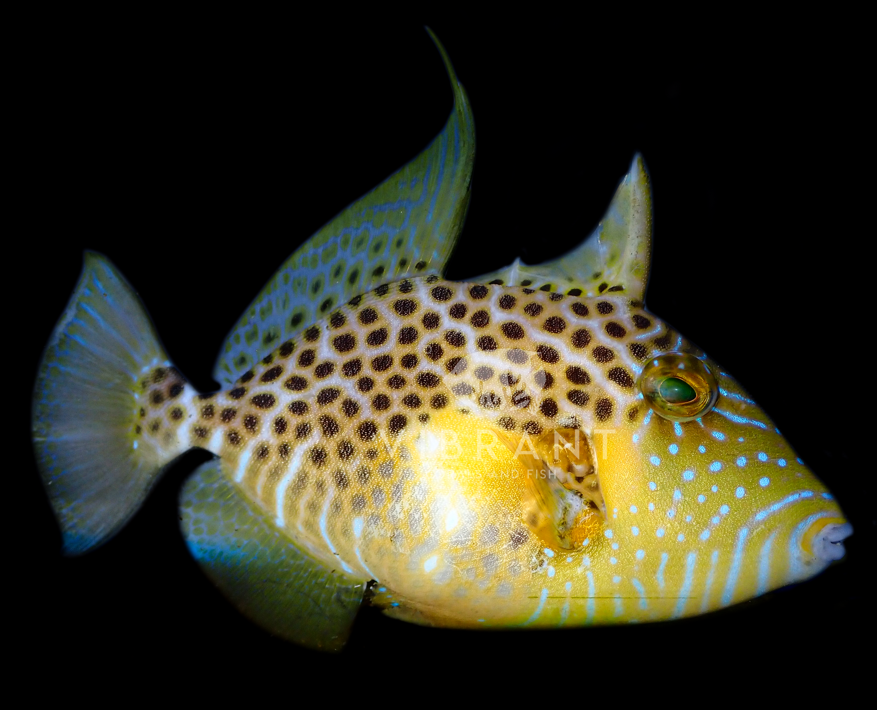 Gold Heart Trigger (Balistes punctatus)