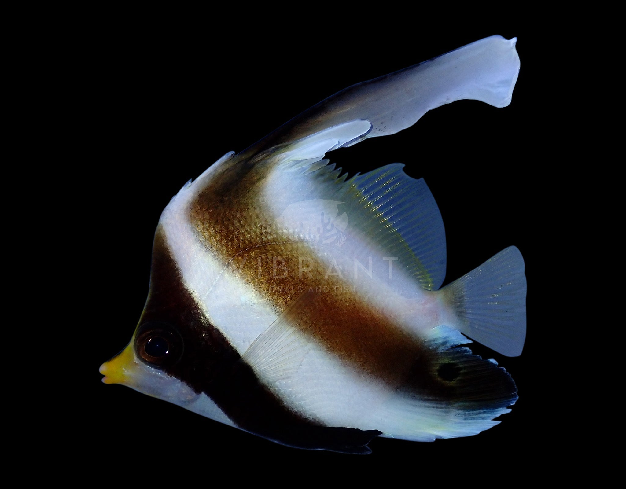 Heniochus (Heniochus acuminatus)