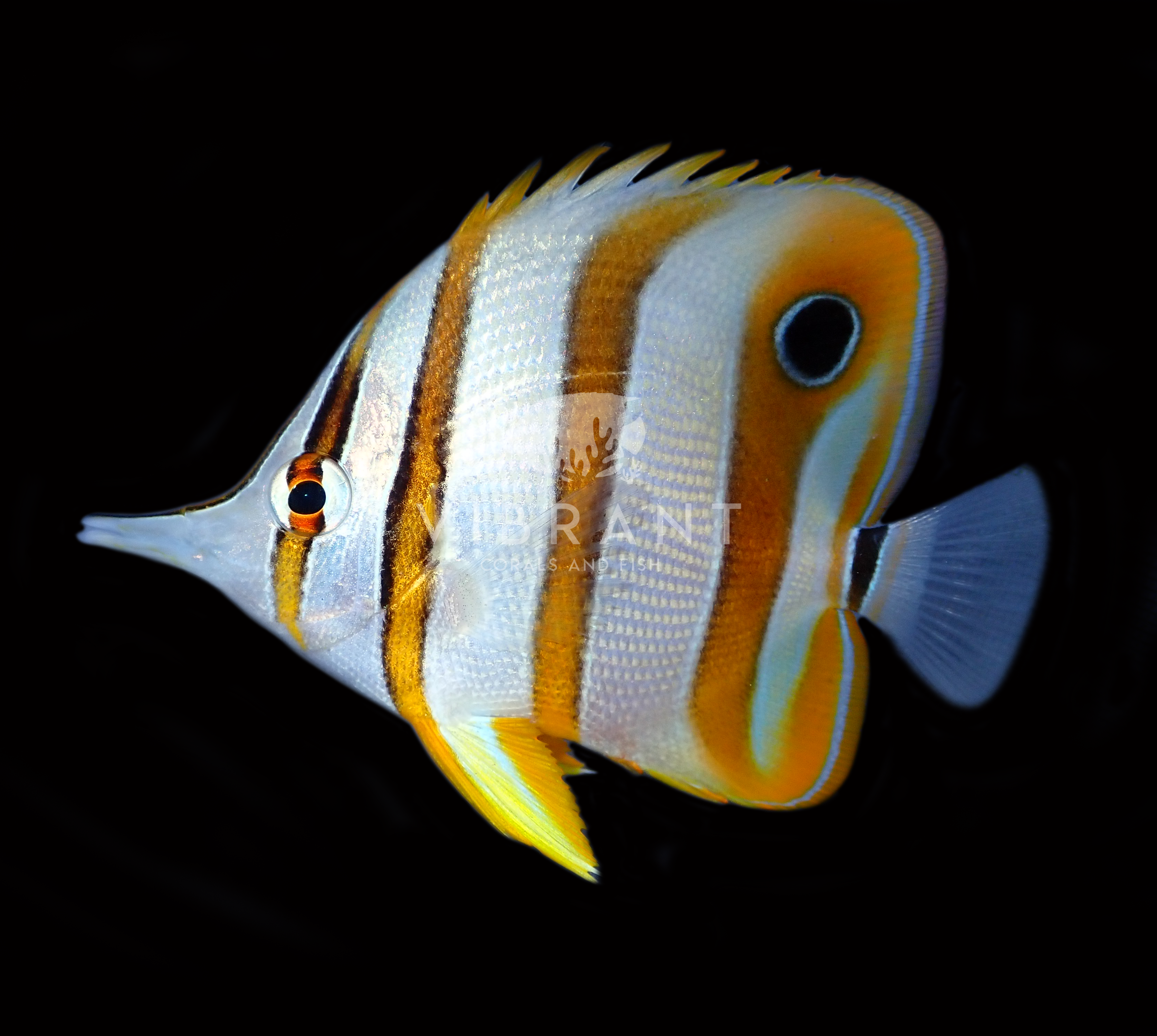 Copperband Butterfly (Chelmon rostratus)