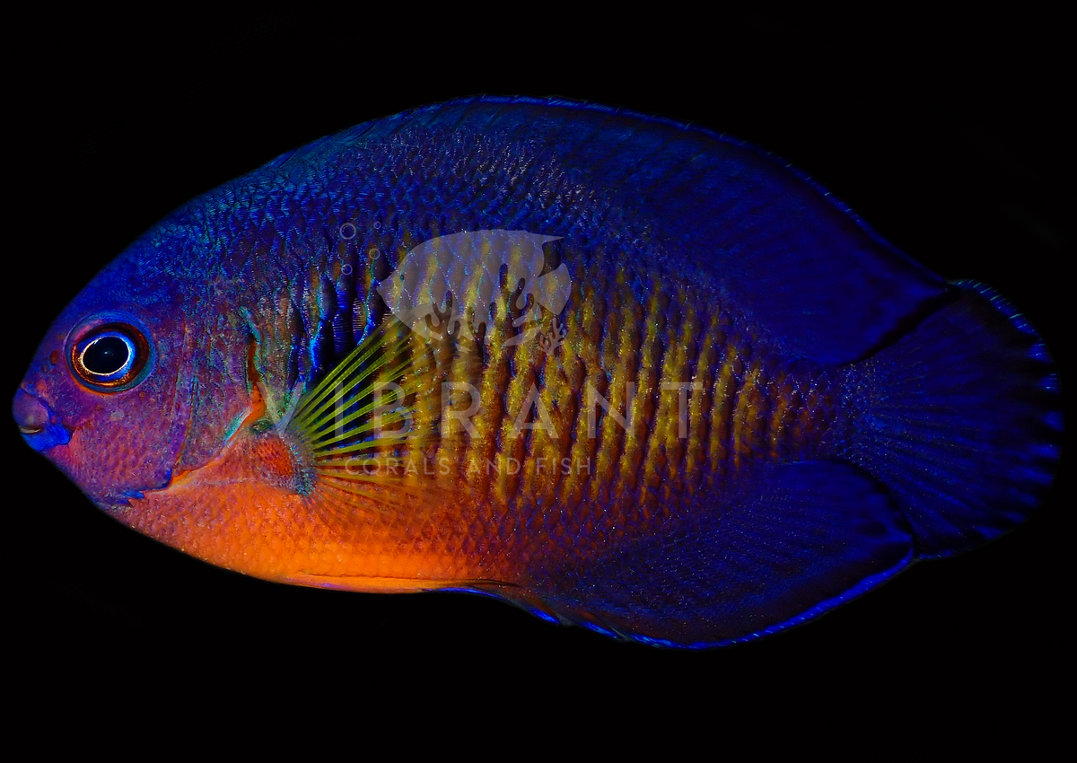 Coral Beauty Angel (Centropyge bispinosa)
