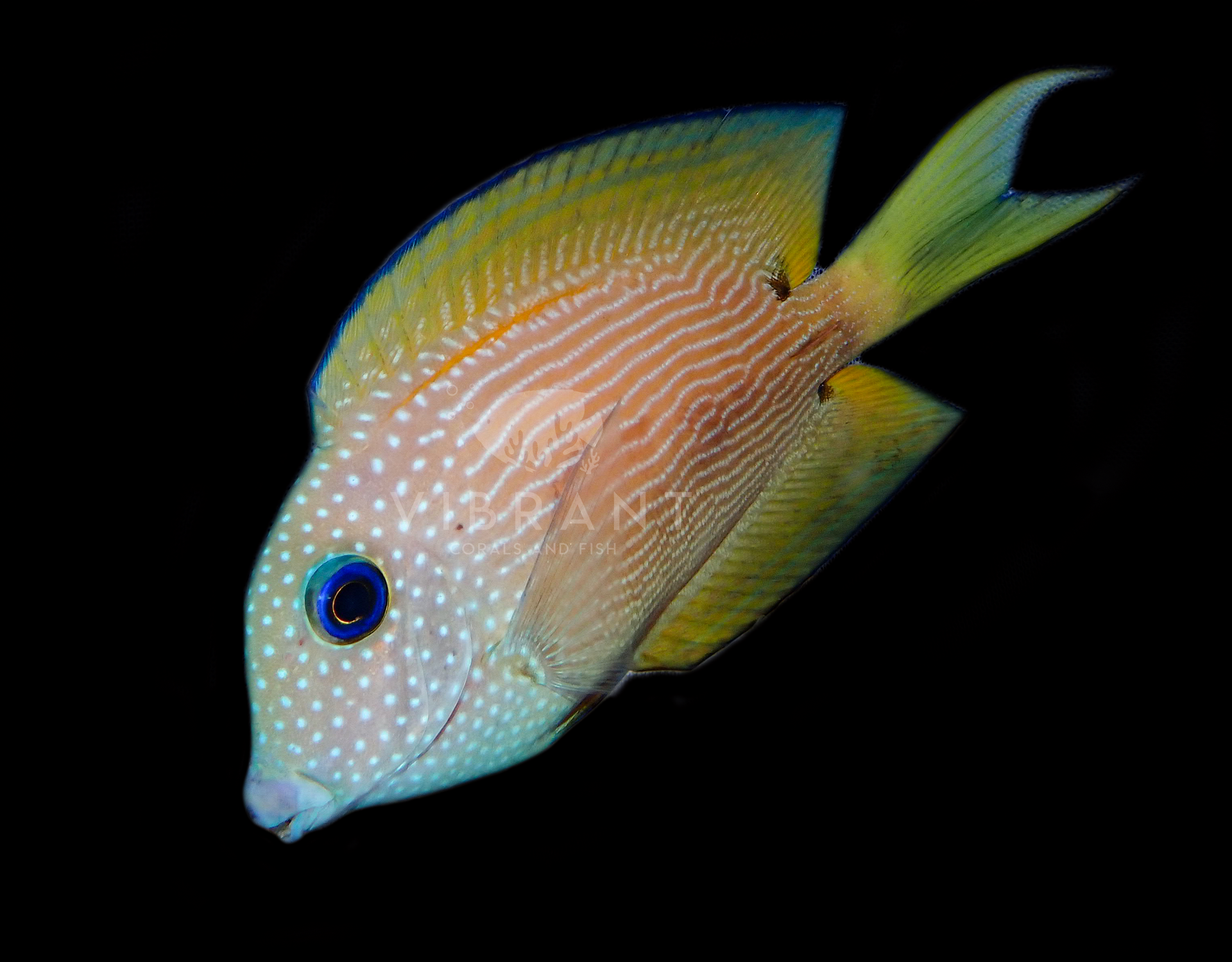 Blue Eye Kole Tang (Ctenochaetus binotatus)