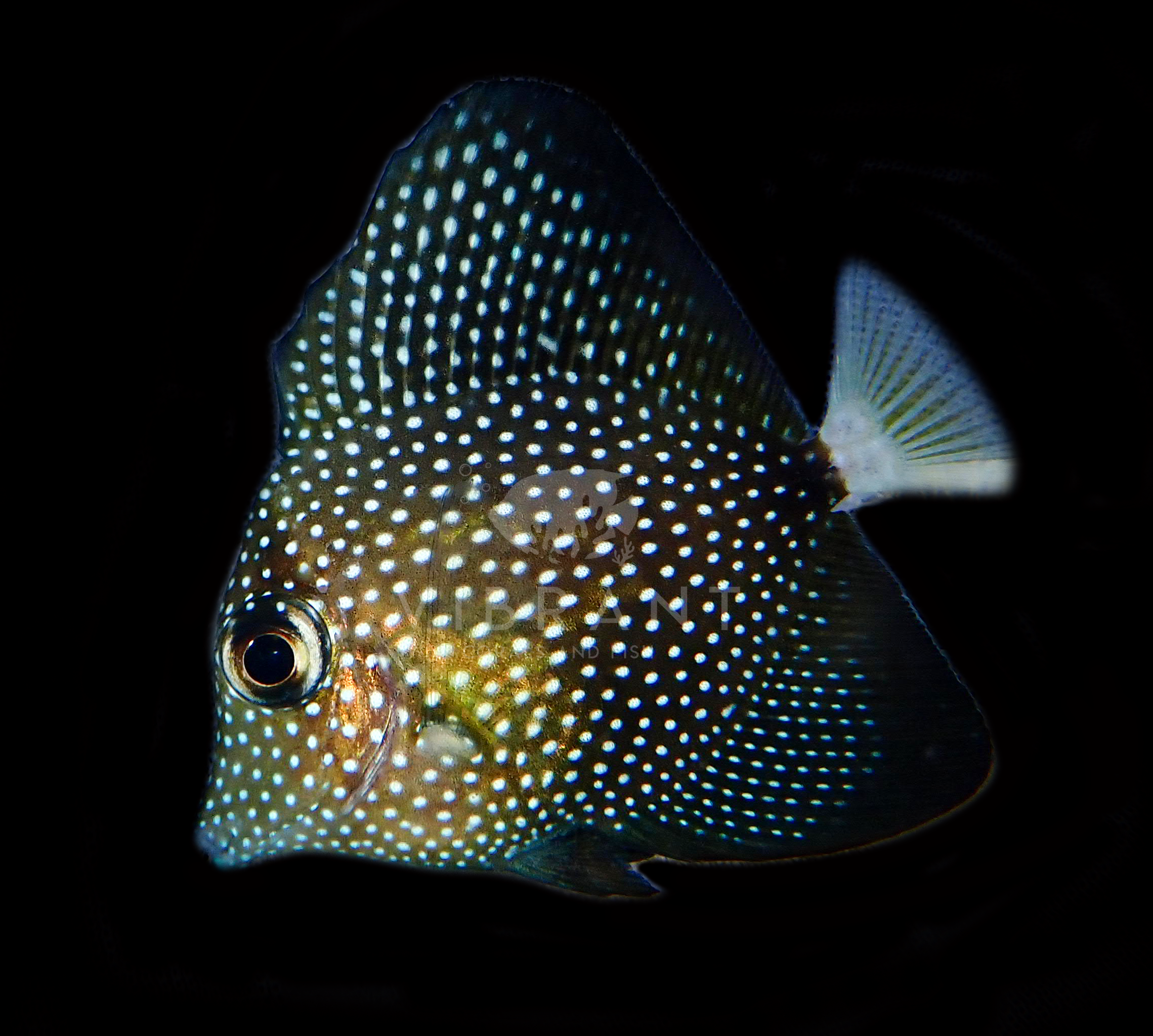 Gem Tang (Zebrasoma gemmatum)