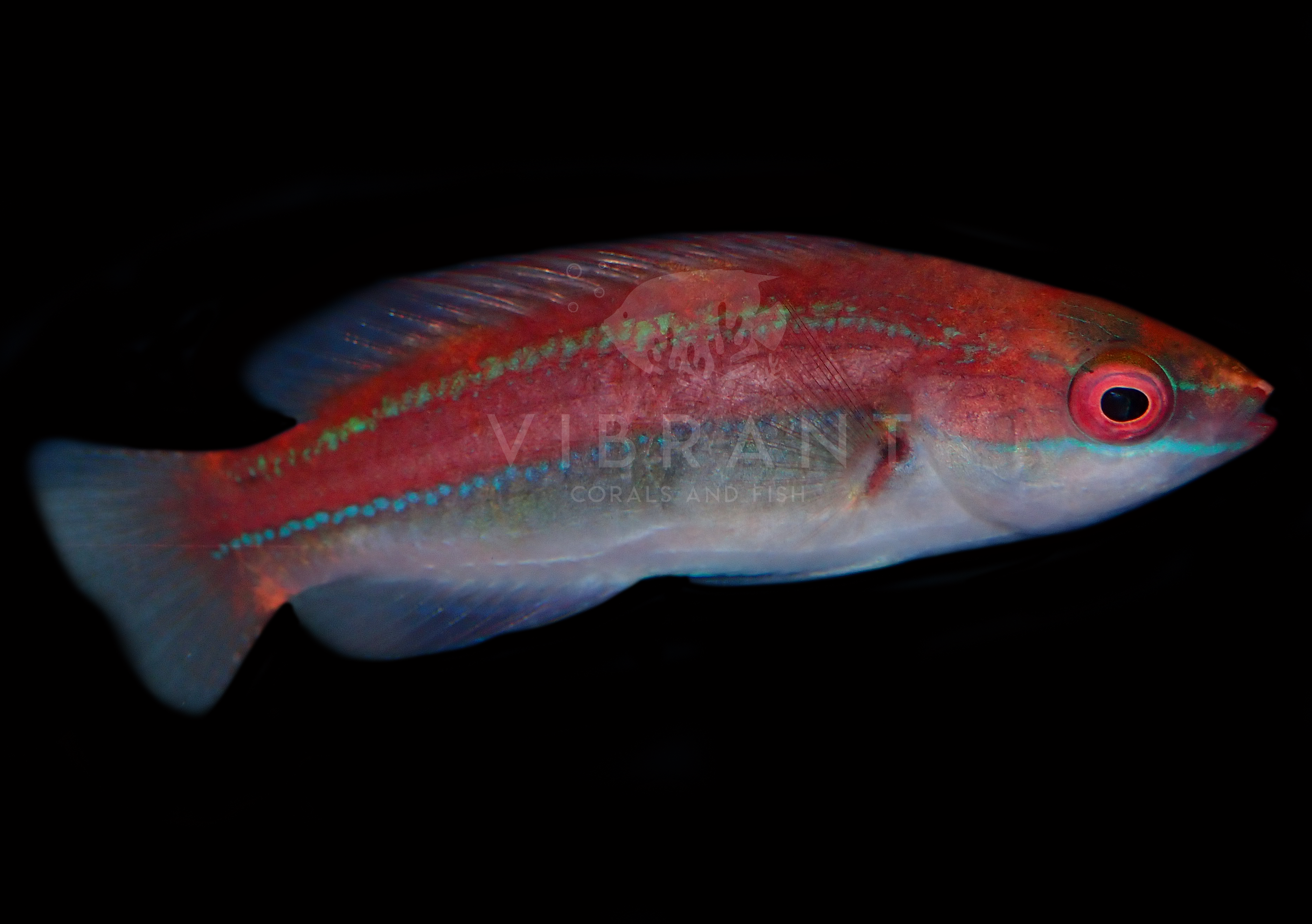 Temmincki Fairy Wrasse, Female (Cirrhilabrus temmincki)