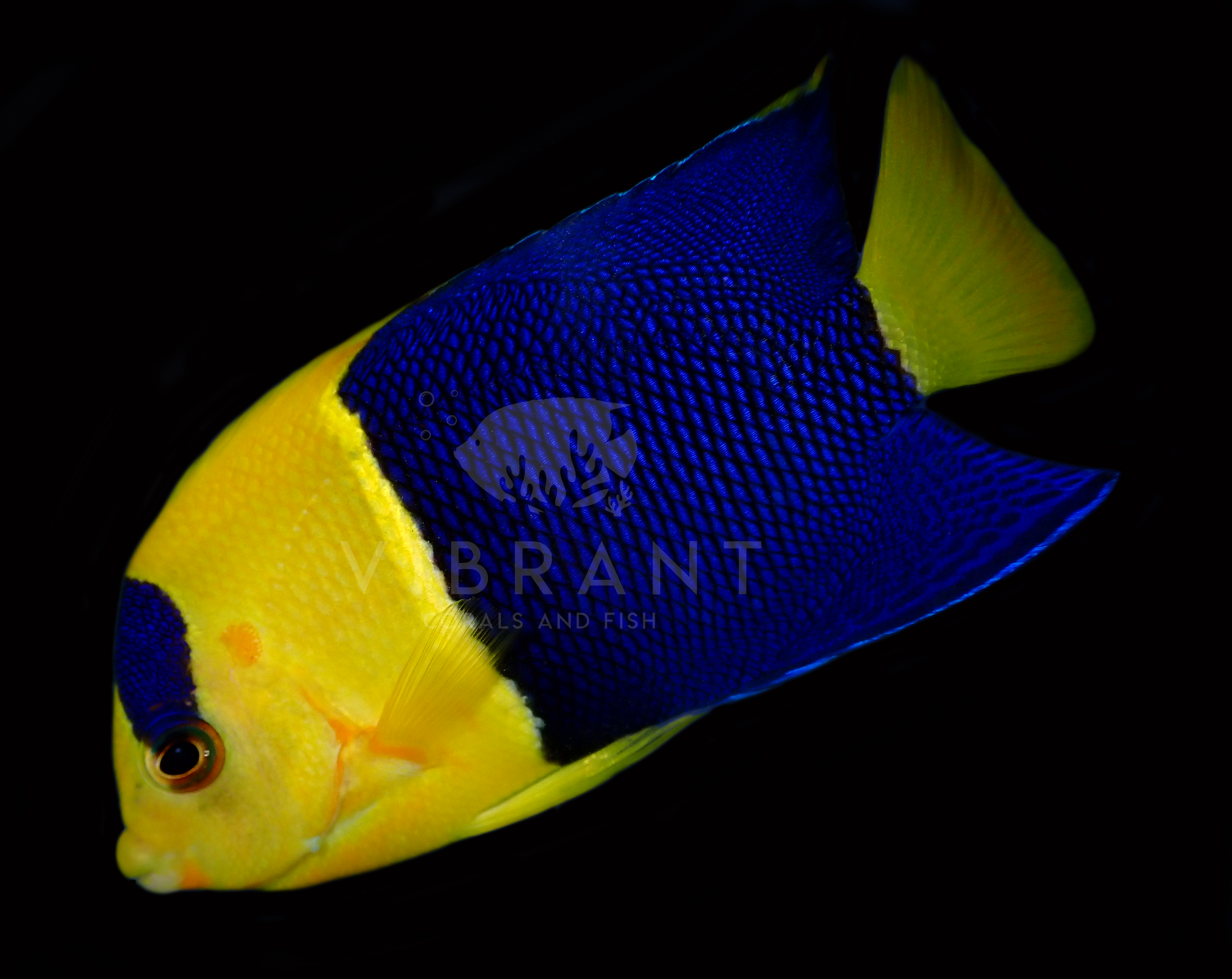 Bicolor Angel (Centropyge bicolor)