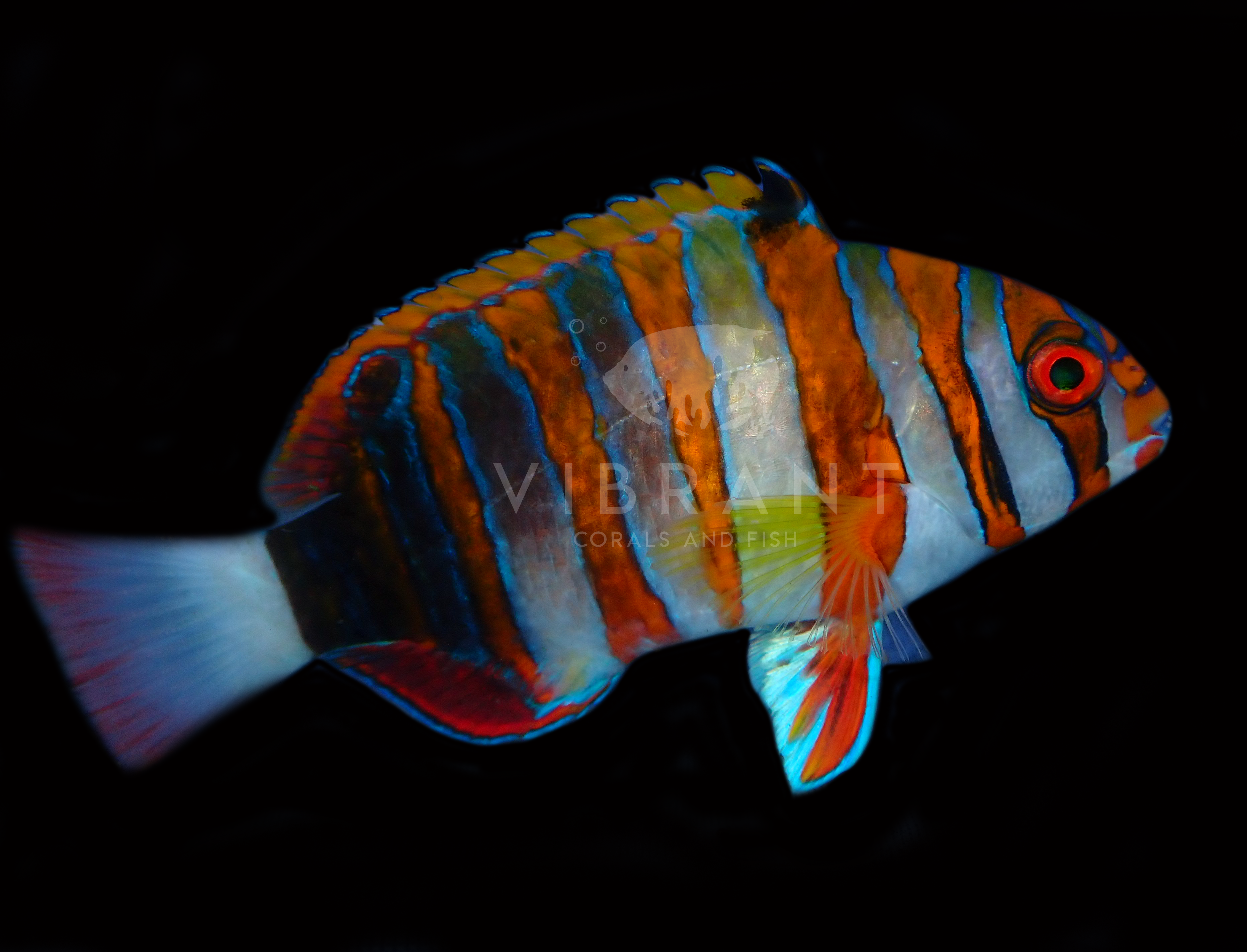 Harlequin Tusk (Choerodon fasciatus)
