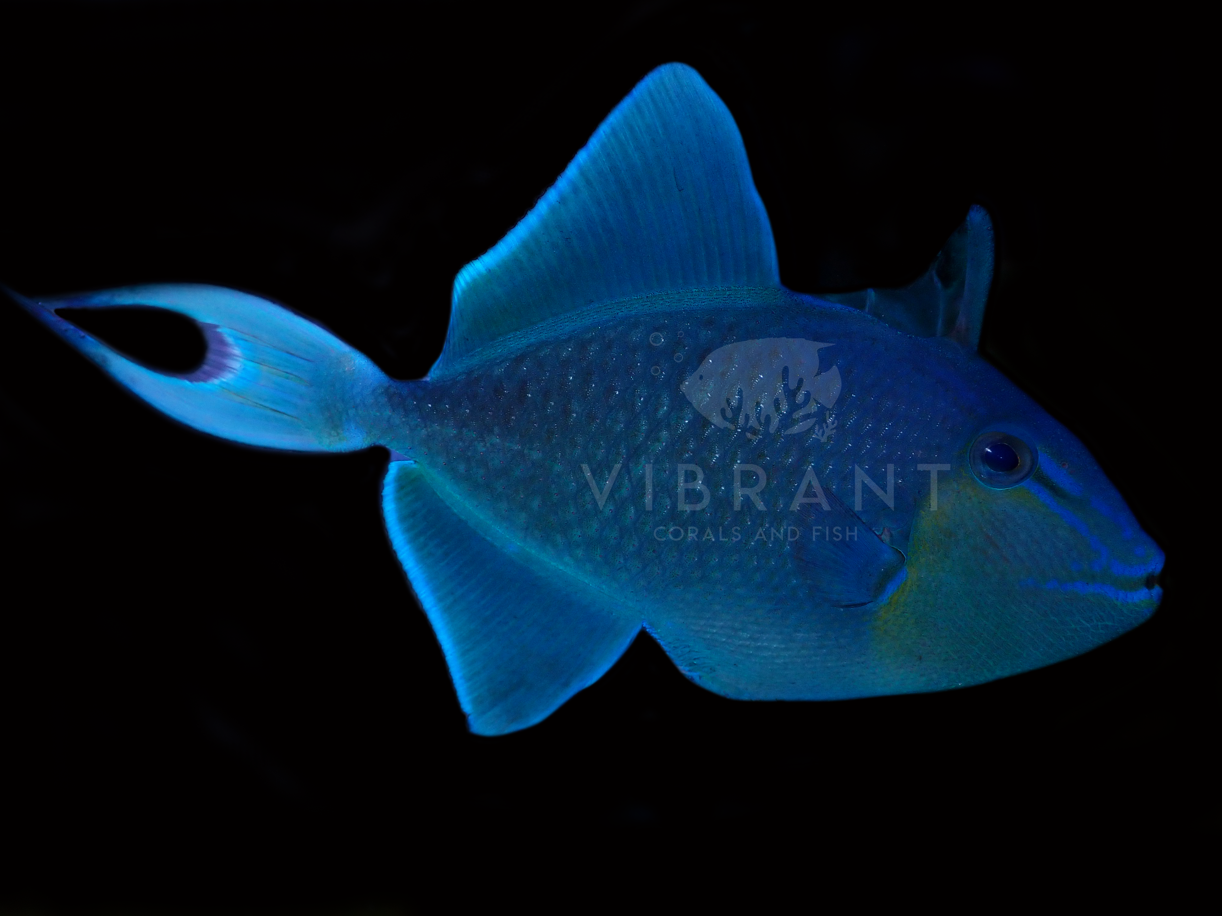 Red Tooth Niger Triggerfish (Odonus niger)