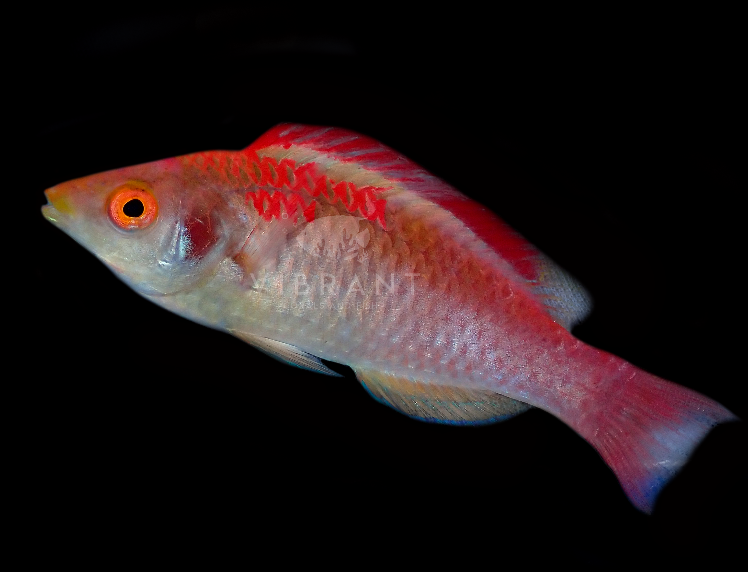 Koi Fairy Wrasse (Cirrhilabrus adornatus)
