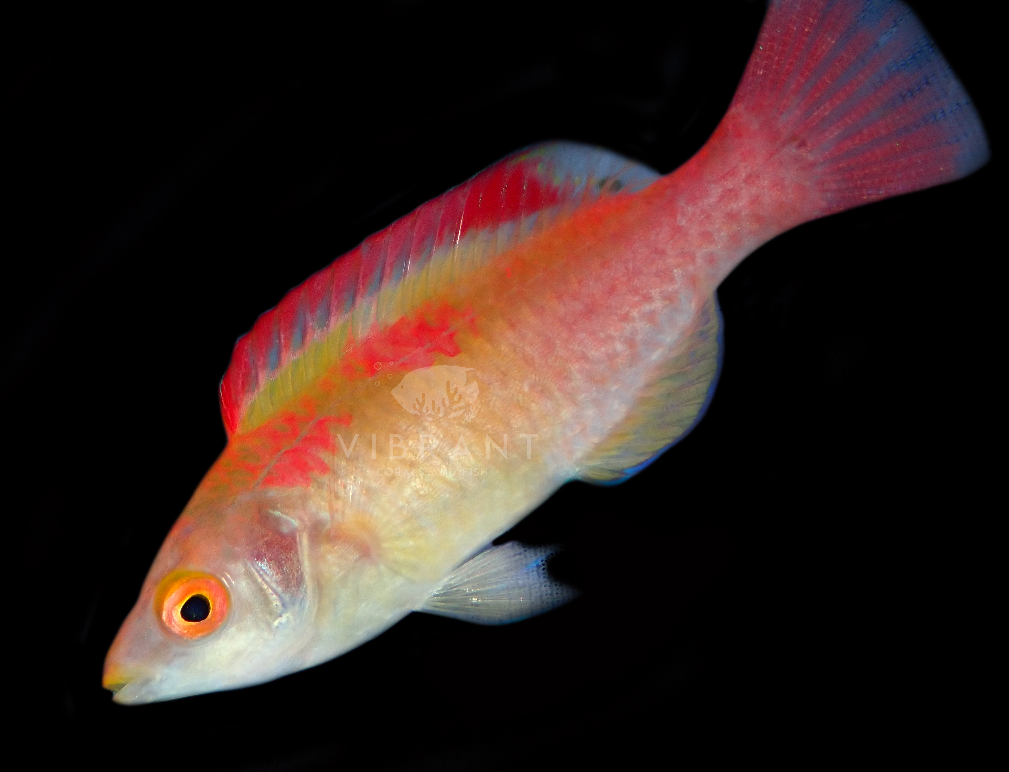 Koi Fairy Wrasse (Cirrhilabrus adornatus)