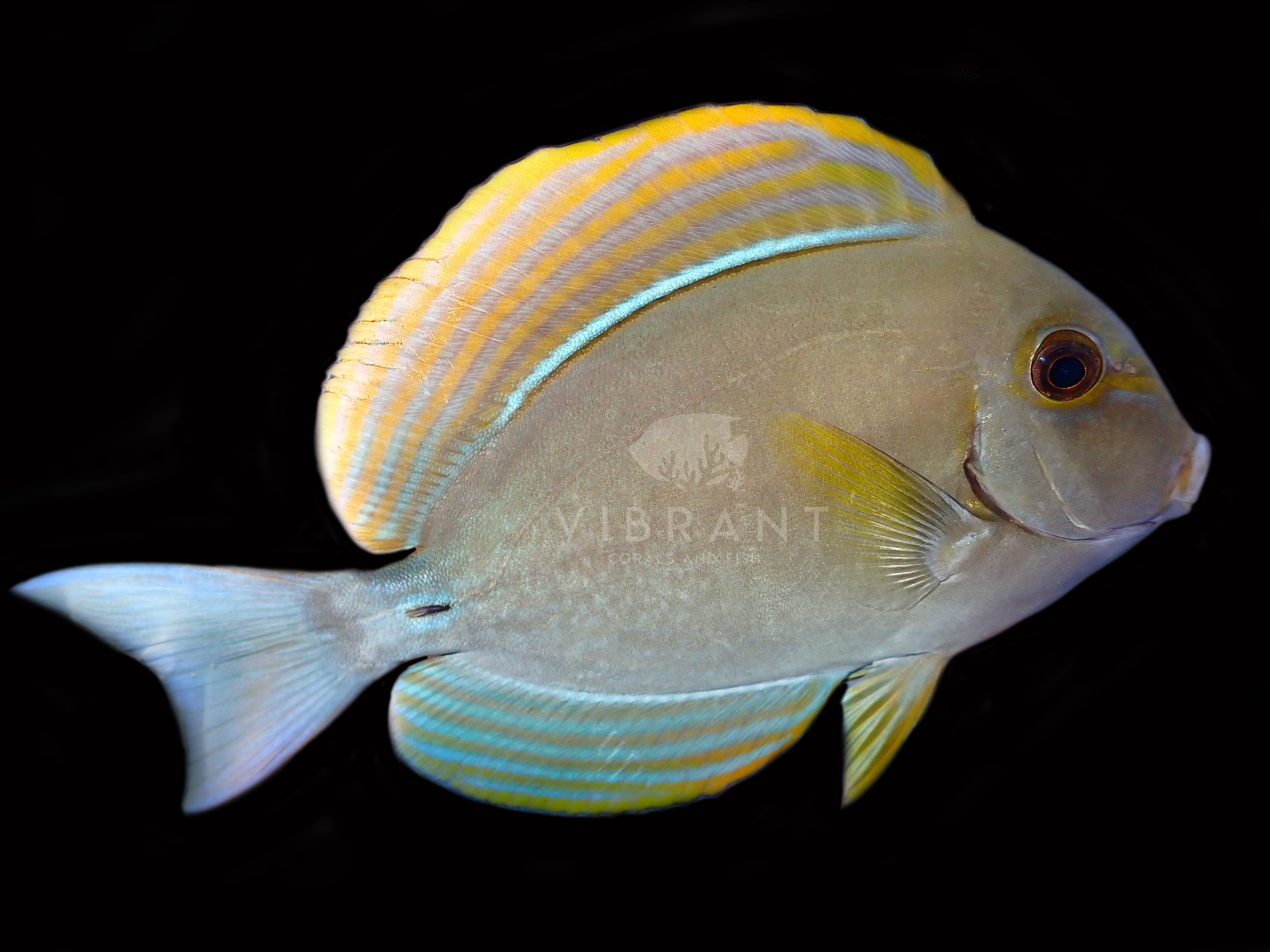 Yellowfin Tang (Acanthurus xanthopterus)