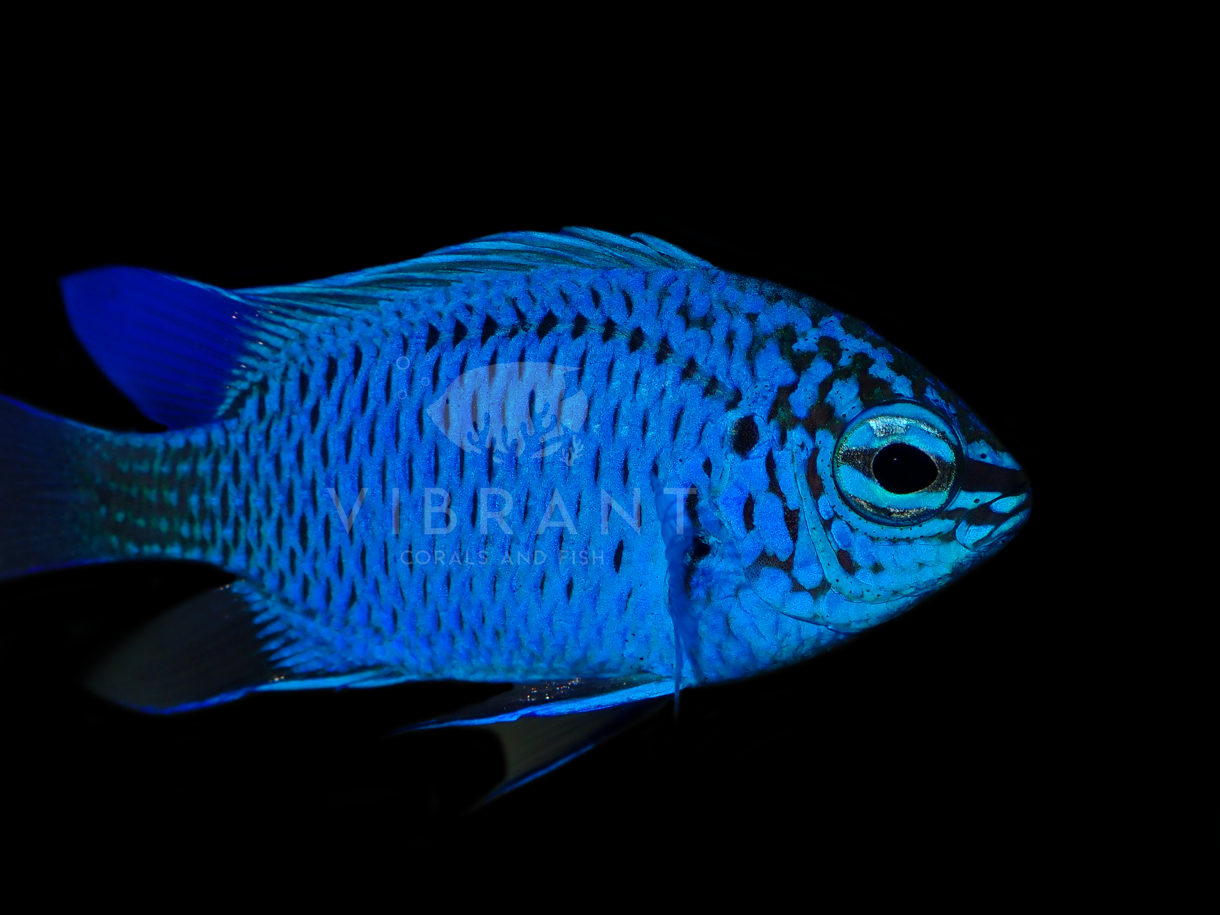 Springeri Damsel (Chrysiptera springeri)