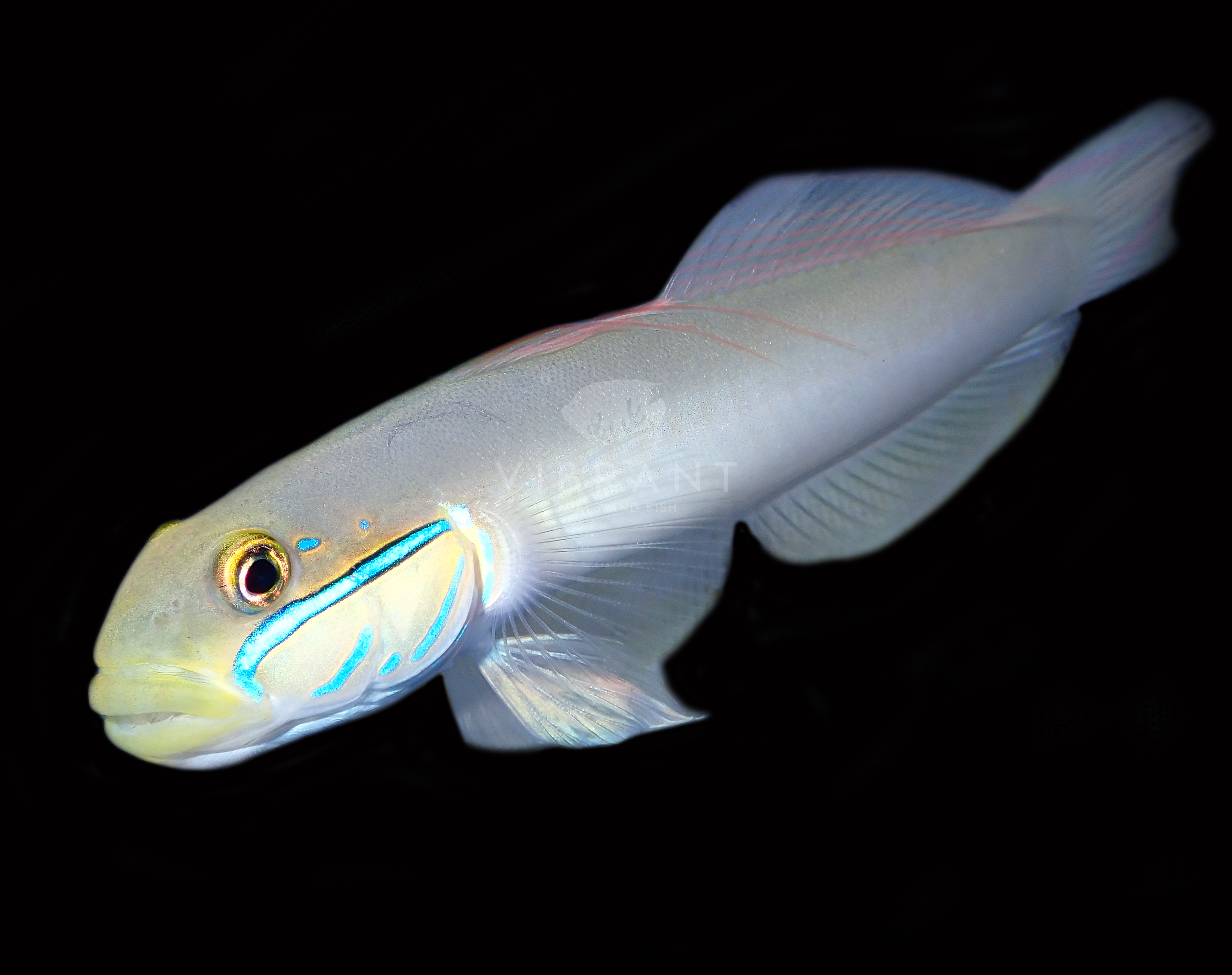 Golden Headed Sleeper Goby (Valenciennaea strigata)